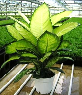 8" Dieffenbachia Hybrid