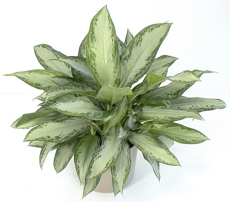 10" Aglaonema Emerald Bay