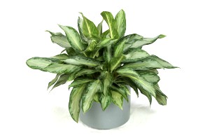 10" Aglaonema Golden Bay