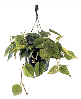 8" Philodendron Brasil