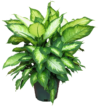 6" Dieffenbachia Cammille