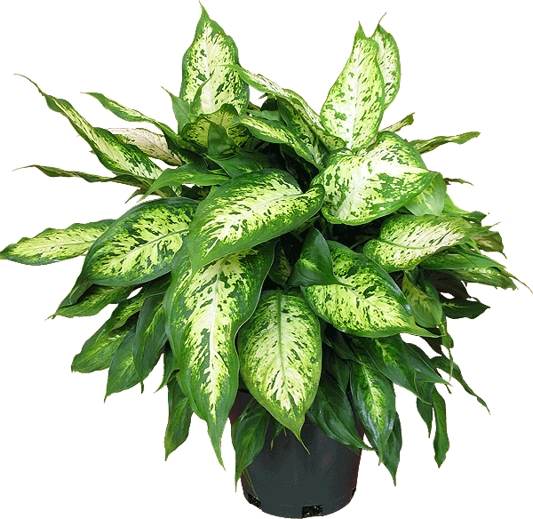 6" Dieffenbachia Carina