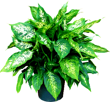 6" Dieffenbachia Compacta