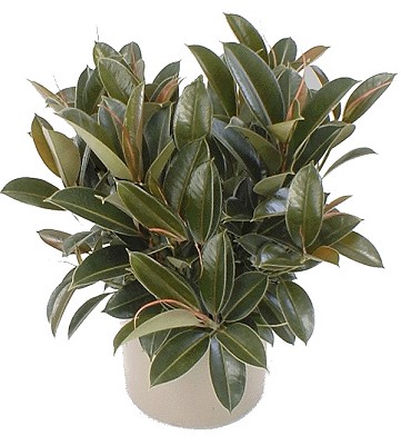 10" Ficus Melany / Ruby