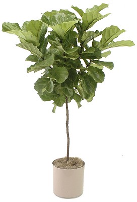 10" Ficus Lyratta Standard