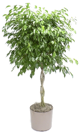 10" Ficus Wintergreen Braided Standard