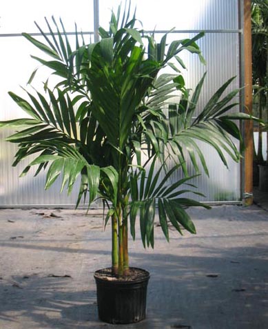 17" Adonidia Palm