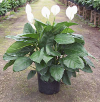 14" Spath Sweet Pablo