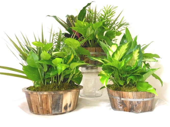 10 Aglaonema BJ Freeman : Z Plants, the Best Florist Quality Plant Material  Grown in Florida!