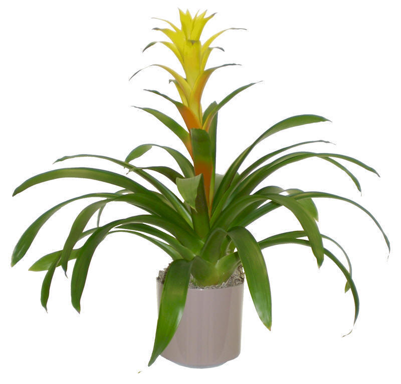 6" Guzmania Marjan