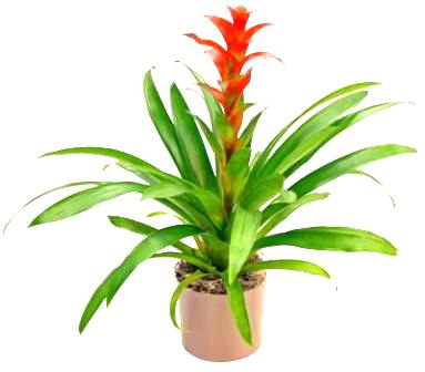 6" Guzmania Rana