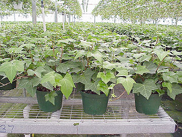 6" Algerian Ivy