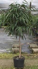 10" Ficus Alii Standard