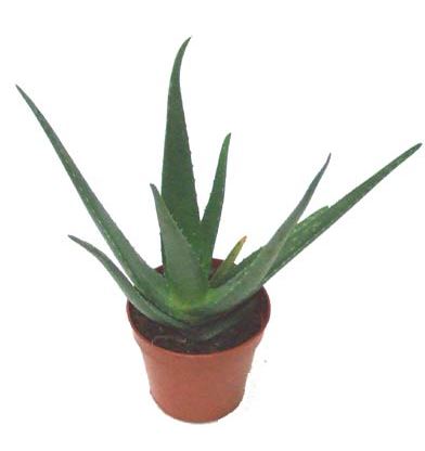 4" Aloe Vera