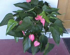 6" Anthurium