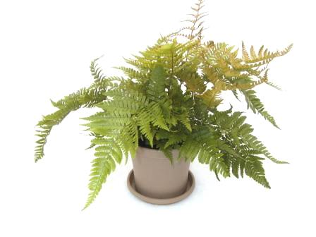 6" Autumn Fern