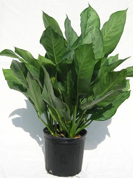 10" Aglaonema BJ Freeman