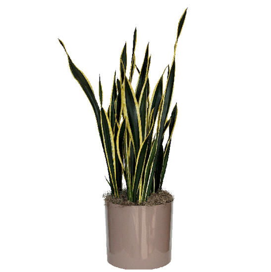 10" Sanseveria Black Gold