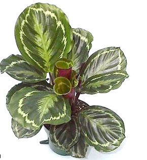6" Calathea Assortment