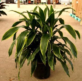 10" Dracaena Carmen / Art