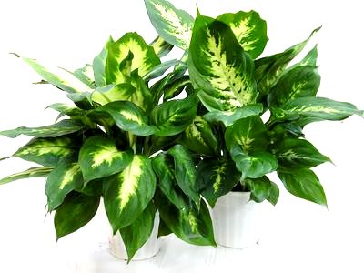 6" Dieffenbachia Assortment
