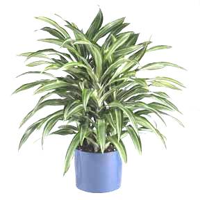 10" Dracaena Ulisis