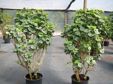 14" Green Balfour Aralia