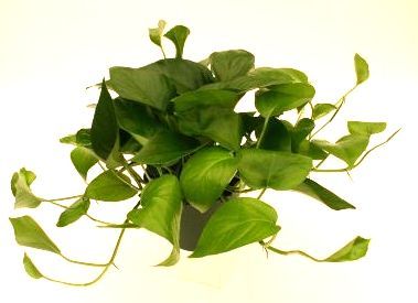 4" Jade Pothos