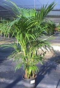 14" Kentia