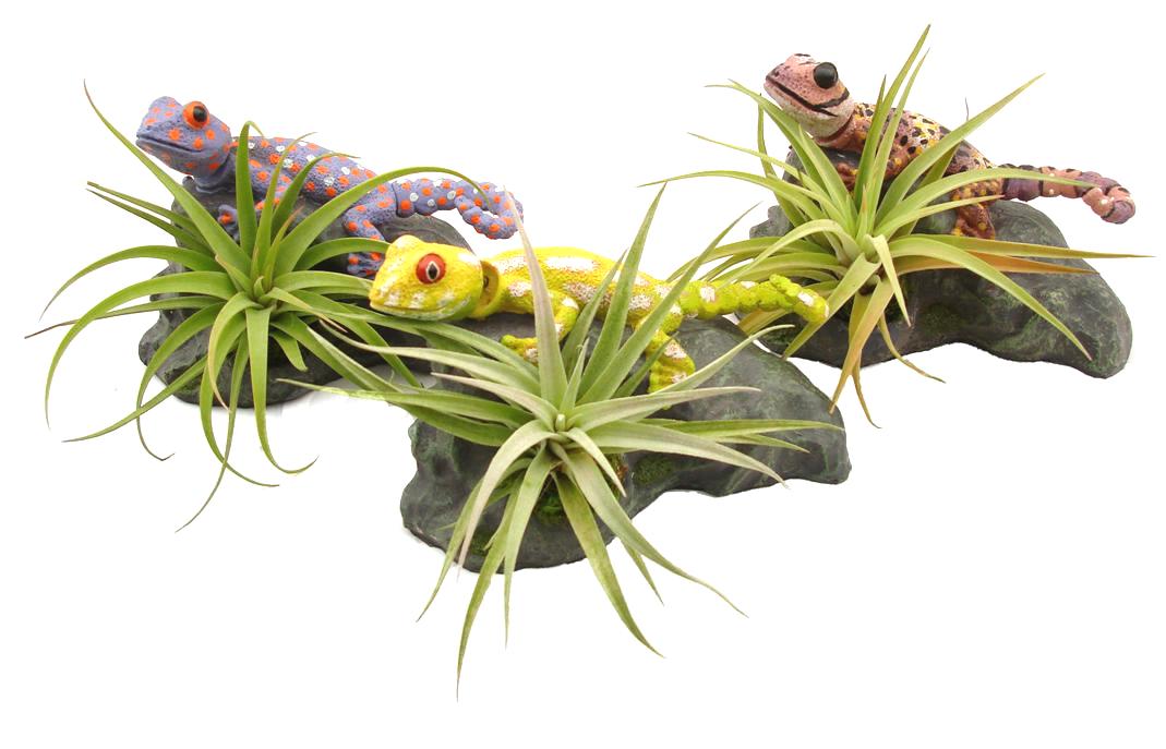Tillandsia Lizard Collection