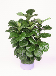10" Ficus Lyrata Bush