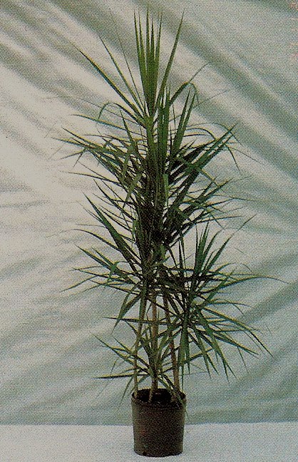 10" Dracaena Marginata Staggard