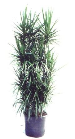 14" Dreceana Marginata Staggard