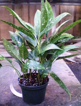 6" Aspidistra Milky Way