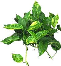 4" Golden Pothos
