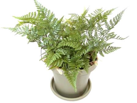 6" Rabbit Foot Fern