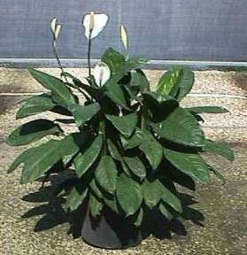 8" Spathiphyllum