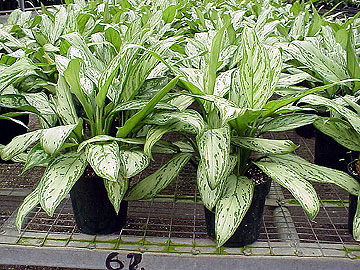 6" Aglaonema Silver Queen