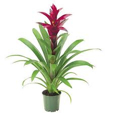5" Guzmania Switch