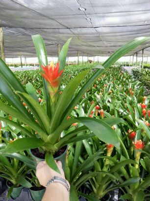 5" Guzmania Torch