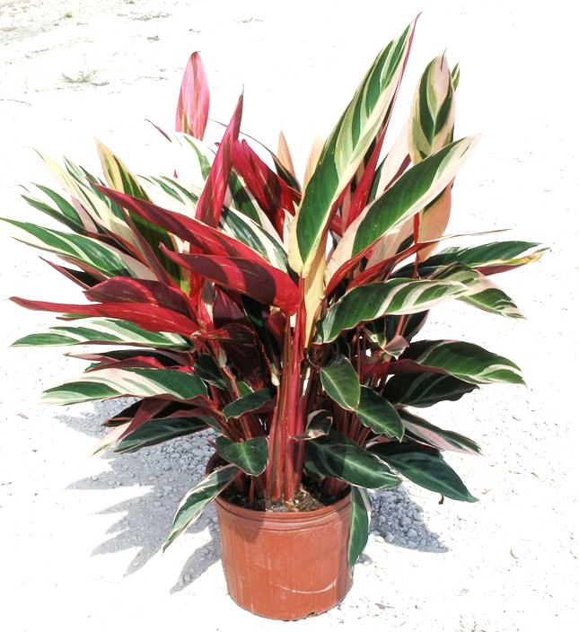 10" Stromanthe Triostar